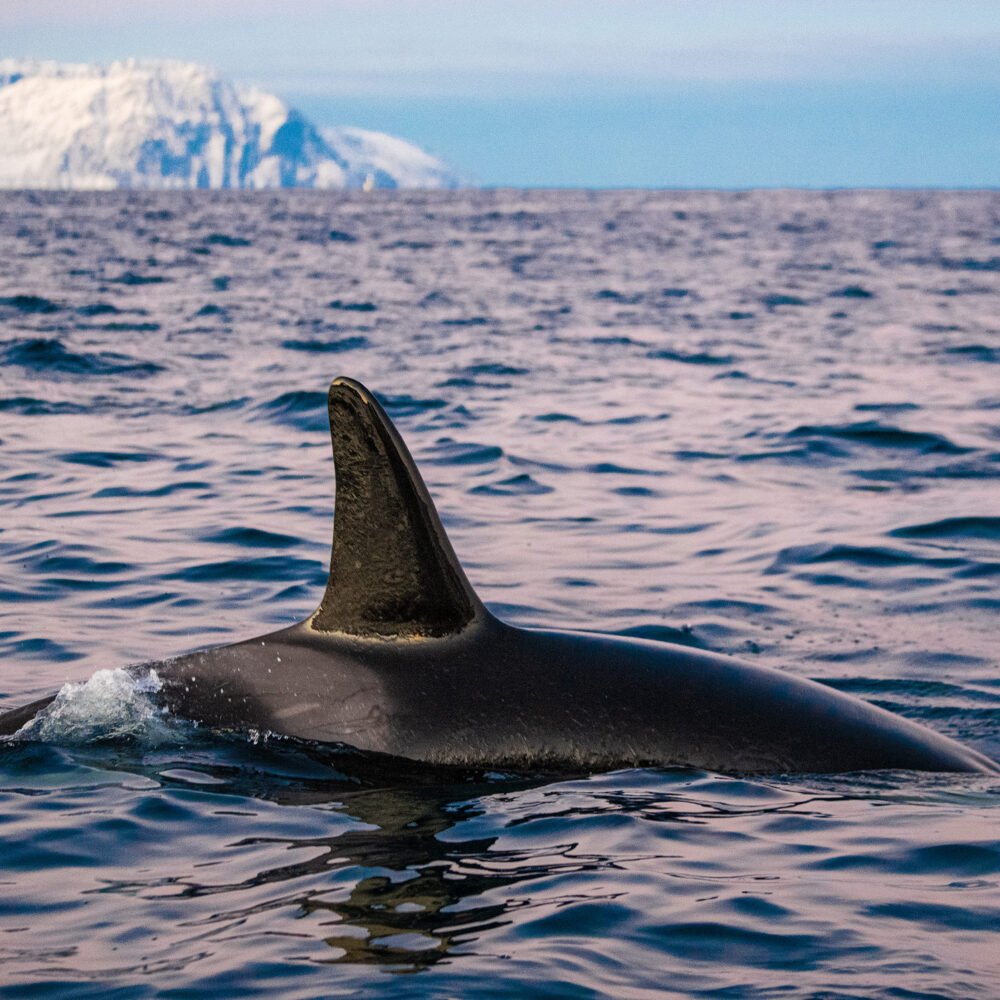 aileron orque dans le fjord