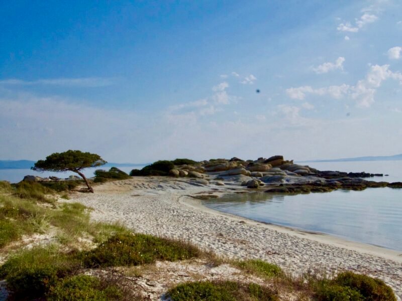anse de la mer avec une plage de sable et un pin parasol