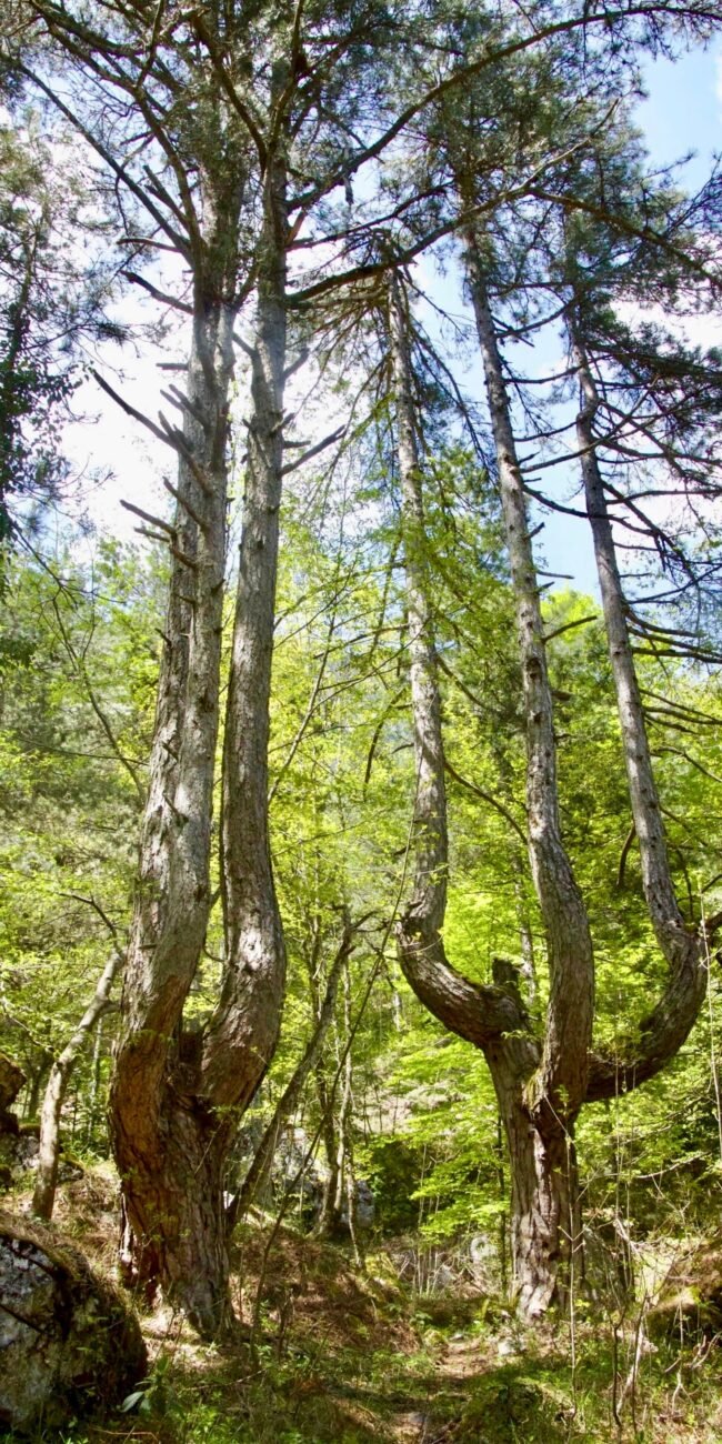 arbres avec des troncs de formes rigolotes