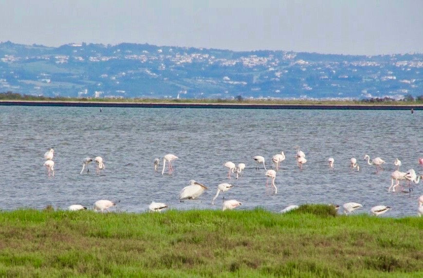 flamants ros et un pélican