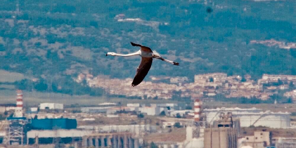 flamant rose en vol