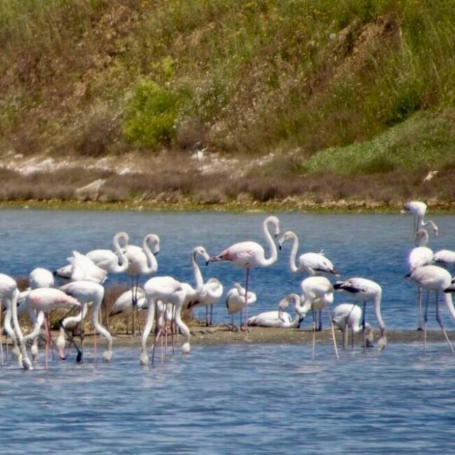 flamants roses