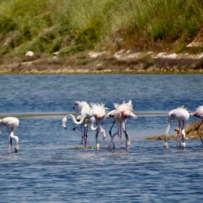 flamants roses ébouriffés