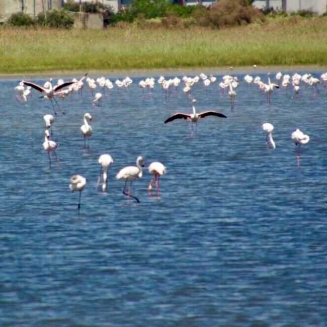 flamants roses dans la lagune