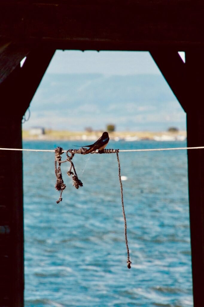 petit oiseau posé sur une corde avec en arrière plan une vue sur la lagune du parc d'Axios